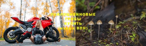 стаф Тайга